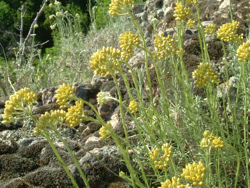 Helichrysum italicum / Perpetuini d''Italia